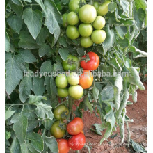 T17 shouxing bom ajuste da fruta f1 preços de sementes de tomate híbrido